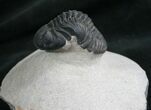Arched Phacops Trilobite - #7883-5